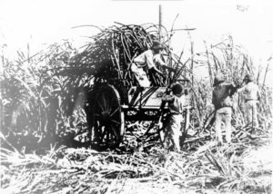 Working in a canefield Pioneer Brandon 1884