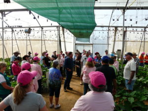Greenhouse vegetable production at Hummock Farms